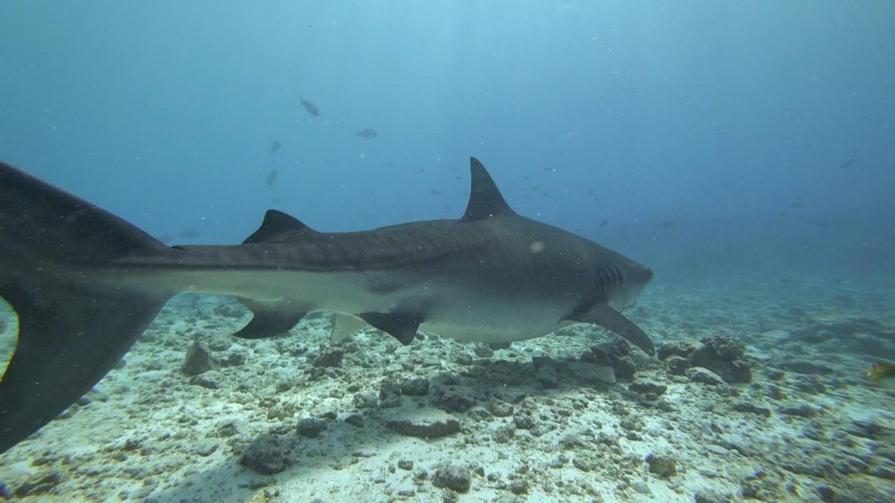 Equatorial Divers Lodge Feydhoo Exteriér fotografie