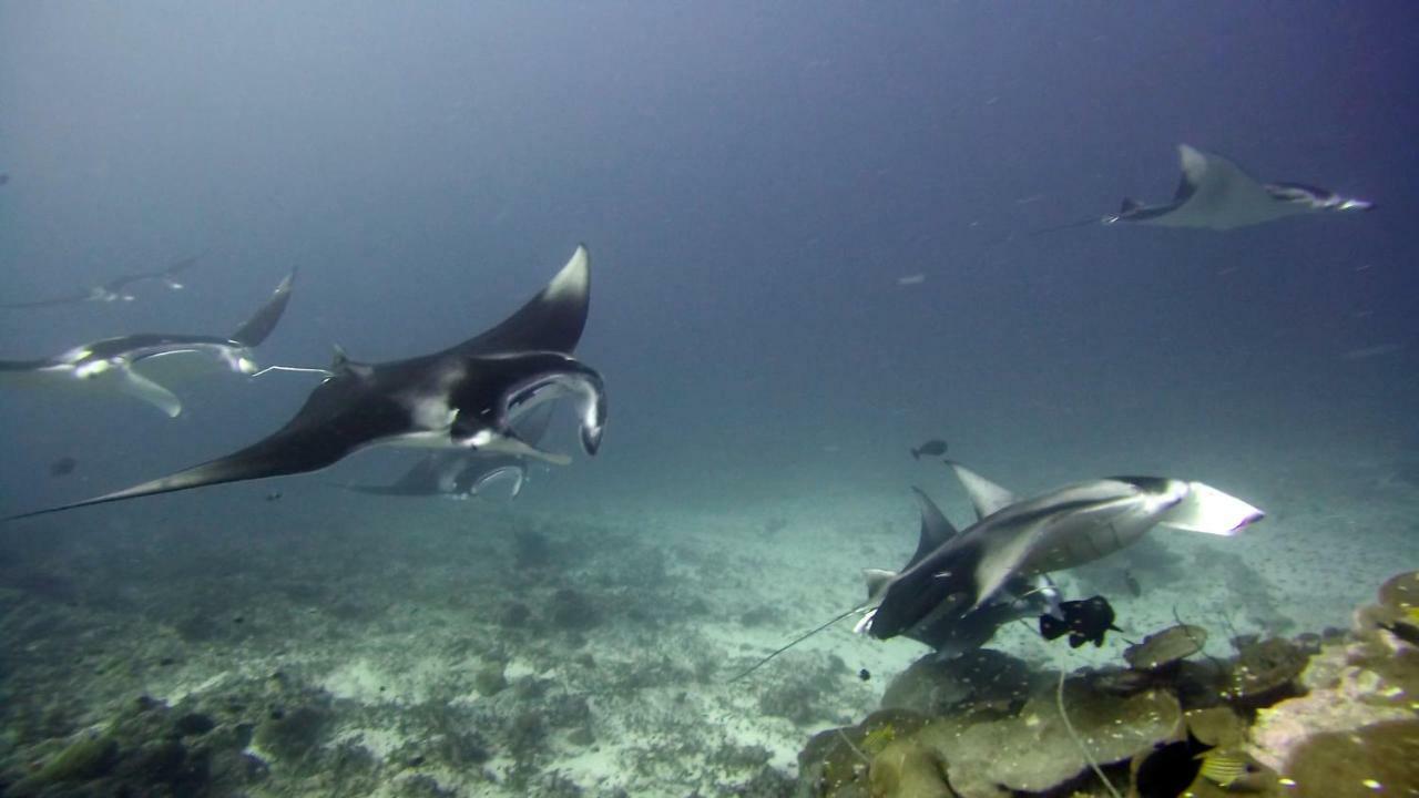 Equatorial Divers Lodge Feydhoo Exteriér fotografie