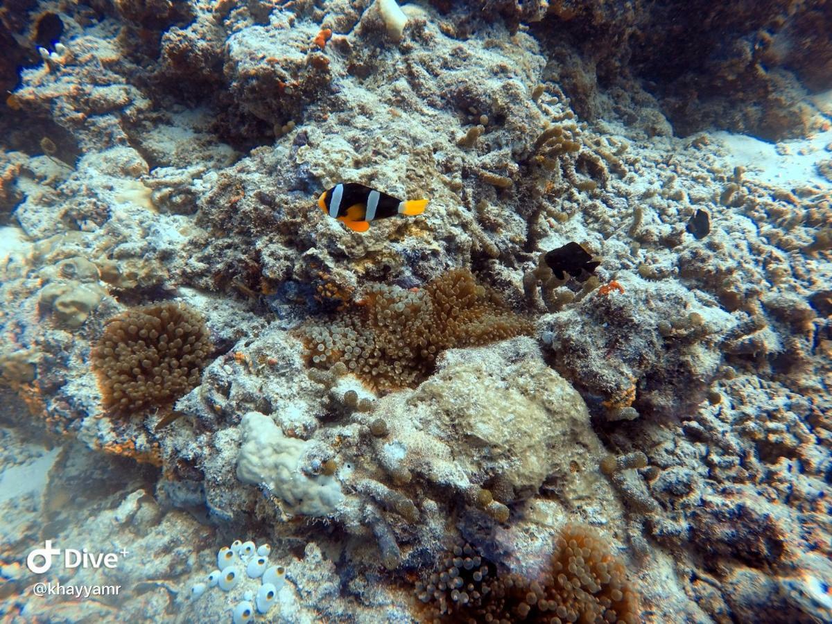 Equatorial Divers Lodge Feydhoo Exteriér fotografie